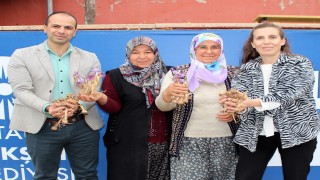 Elmalıda safran soğanı dağıtımı yapıldı
