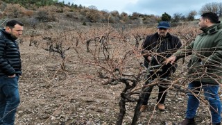 Emette pekmez evi ve üzüm bağlarında inceleme