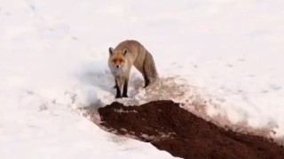 Erzincanda yuvasından çıkan tilki havadan görüntülendi