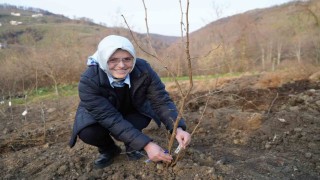 Fındık üreticisinin en büyük derdi tarih oluyor