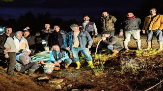 Firari düve 4 gün sonra yakalandı