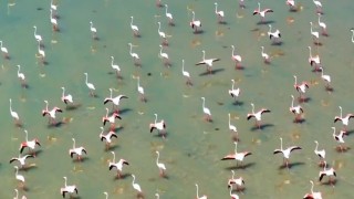 Flamingolar Vanı çok sevdi
