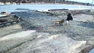 Gaziantepte başıboş köpek kız çocuğuna saldırdı