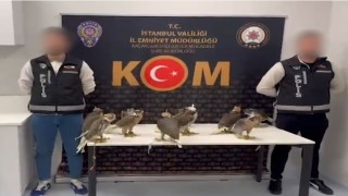 Gökdoğanları Libyaya kaçırmak isterken yakalandı