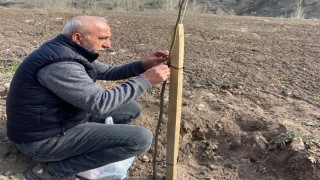 Gurbetçilerden köylerine fidan desteği