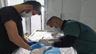 Hakkâride gözü yerinden çıkan kedi ameliyat edildi