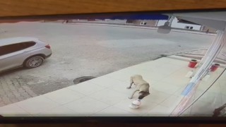 Her gün kaybolan süt bidonunu anne köpeğin aldığı ortaya çıktı