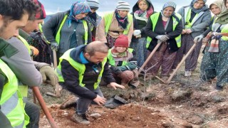 Hisarcıkta 43 bin 300 fidan toprakla buluştu