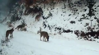 Ilgaz Dağındaki yaban hayatı fotokapanla görüntülendi