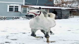 İsmiyle seslenilen at karlı kaplı arazide koşturarak sahibinin yanına geliyor