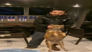 İstanbul Boğazında bu da oldu: Balık tutarken tilki yakaladılar