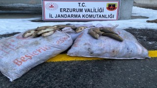 Jandarma kaçak balık avcılarını yakaladı
