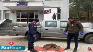 Jandarma, yaralı karacaya sahip çıktı