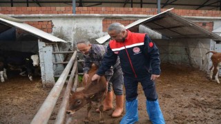 Jersey projesiyle süt üretimi ve hayvansal üretimden elde edilen gelir arttı