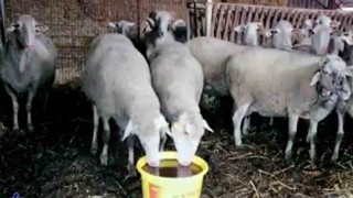Kadın üreticilere ‘Yalama Taşı dağıtımı yapılacak