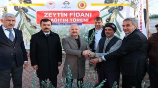 Kahtada çiftçilere 70 bin zeytin fidanı dağıtıldı