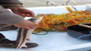 Karabigalı balıkçı nesli tükenmekte olan Mersin Balığı yakaladı