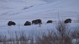 Karsta domuz sürüsü ve kurtlar aynı karede