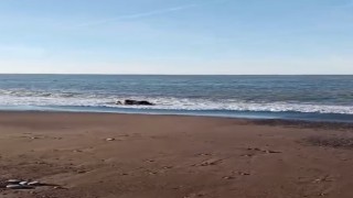 Kastamonuda sahile inek cesedi vurdu