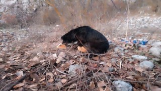 Kayalıklarda mahsur kalan 2 köpek kurtarıldı