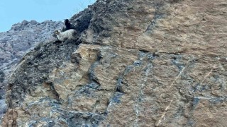 Kayalıklarda mahsur kalan 4 keçiyi itfaiye kurtardı