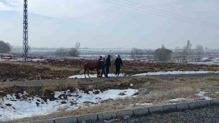 Kazada firar eden inek kendiliğinden geri döndü