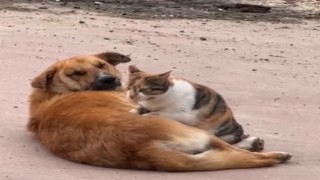 Kedi ile köpeğin sevimli dostluğu kameraya yansıdı