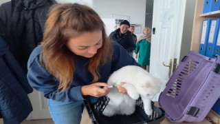 Kedi, köpek ve gelinciklerin kimliklendirilmesi devam ediyor