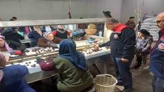 Kestanenin Aydından ihracat yolculuğu başlıyor