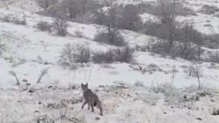Kırmızı listedeki vaşak Erzincanda görüntülendi