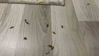 Kış mevsiminde şehrin göbeğindeki evleri böcekler sardı