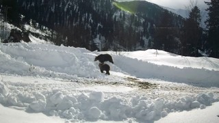 Kış uykusuna yatmayan ayılar güpegündüz arıcıların güvenlik kamerasına yakalandı