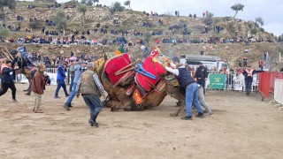 Koçarlıda develer arenaya indi, şampiyonluk için güreşti