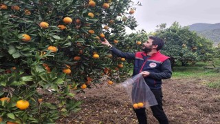 Koçarlıda narenciye bahçeleri kontrol altında