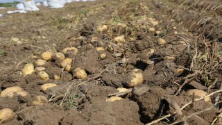 Konya Şekerden üreticilere patates bedeli ödemesi