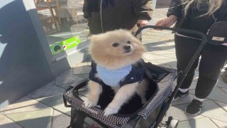 Köpeğini gezdirme arabasıyla bebek gibi dolaştırıyor