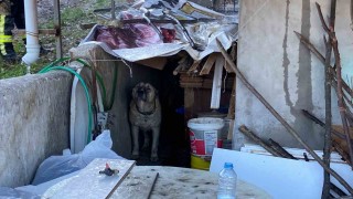 Köpek yangında evini terk etmedi