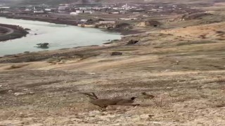 Koruma altındaki dağ keçileri Palunun eşsiz manzarasına dahil oldu
