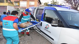 Küçük Dostlar Ambulansı ile 8 bin 753 can kurtarıldı