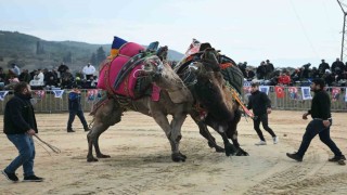 Kuşadasında deve güreşi festivali renkli görüntülere sahne oldu