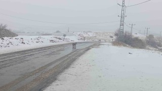 Malatyada nesli tükenmekte olan vaşak görüldü