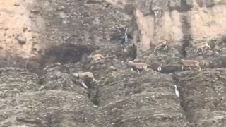 Malatyada sürü halindeki yaban keçileri görüntülendi