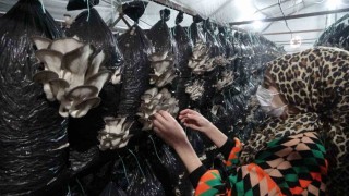 Malatyalı girişimci, serasında ayda 6 ton istiridye mantarı üretiyor