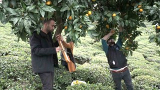 Mandalinayı kemençe eşliğinde hasat ettiler