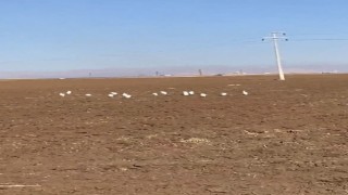Mardinde akbalıkçıl kuşları erken görüldü