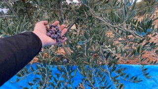 Mayıslar Mahallesinde soğuk havaya rağmen 300 kilo zeytin zeytin hasat edildi
