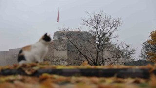 Medeniyetler beşiği Harputta kedili manzaralar