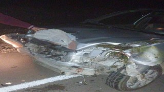 Mersinde trafik kazası 4 hayvan telef oldu