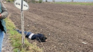 Milasta yol kenarında erkek cesedi bulundu