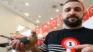 Milyonluk güvercinler Antalyadaki festivalde buluştu